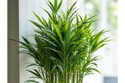 A vibrant, healthy bamboo plant with deep green leaves and strong vertical stalks, demonstrating optimal care.