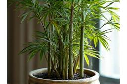 A struggling bamboo plant with yellowing leaves and sparse growth, indicating poor health.