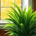 Lush, verdant plants thriving indoors with bright sunlight, representing plants that flourish in Austin's climate.