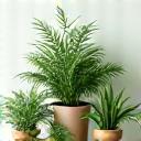 A harmonious cluster of various green houseplants in light-colored pots, indicating companion planting for enhanced calming effects.