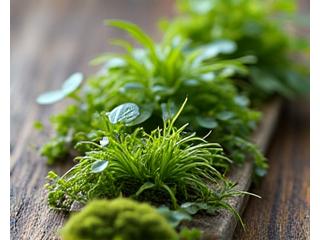A close-up of a small, vibrant living wall panel made from reclaimed pallet wood, showcasing a variety of small, healthy indoor plants and mosses growing vertically.
